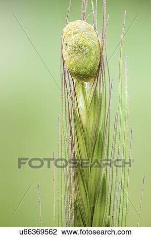 Caterpillar cocoon View Large Photo Image Stock Image - Caterpillar cocoon. Fotosearch