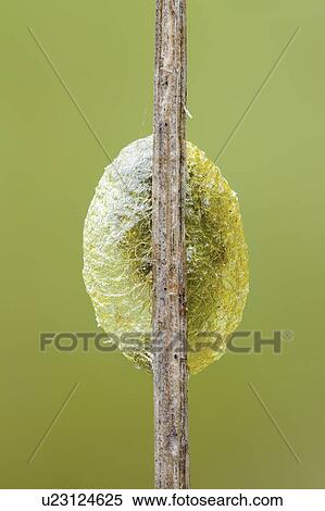 Stock Photography - Caterpillar cocoon. Fotosearch