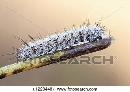 Stock Photo - Caterpillar covered in dew. Fotosearch