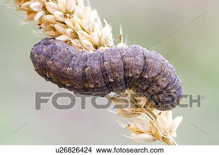 Picture - Caterpillar on foxtail grass. Fotosearch
