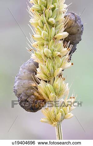 Stock Photograph - Caterpillar. Fotosearch