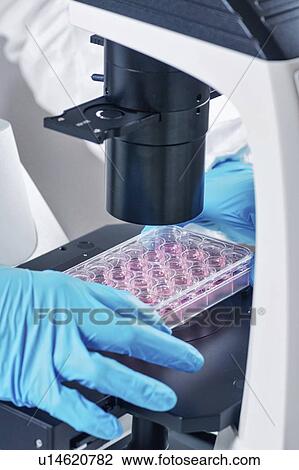Cell culture under microscope View Large Photo Image Stock Image - Cell culture under microscope. Fotosearch