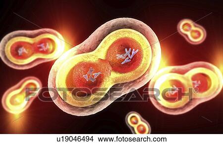 Cell division, illustration View Large Photo Image Picture - Cell division, illustration. Fotosearch