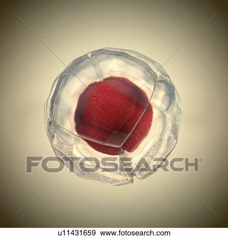 Cell, illustration View Large Photo Image Stock Photo - Cell, illustration. Fotosearch