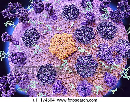 Picture - Cell membrane with receptors and ion channels, illustration. Fotosearch