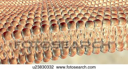 Cell plasma membrane, illustration View Large Photo Image Stock Image - Cell plasma membrane, illustration. Fotosearch