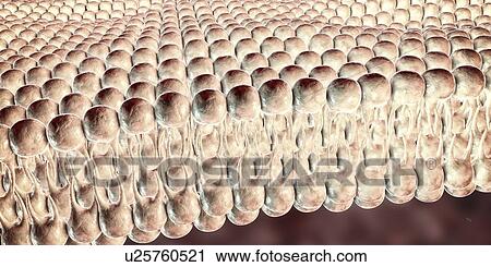 Cell plasma membrane, illustration View Large Photo Image Stock Image - Cell plasma membrane, illustration. Fotosearch