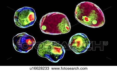 Stock Image - Cells, conceptual illustration. Fotosearch