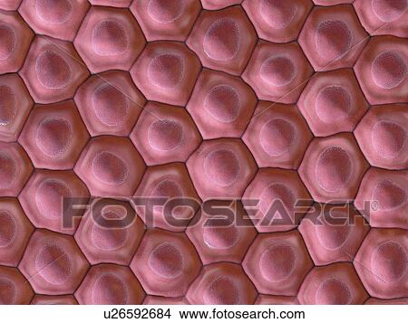 Picture - Cells, illustration. Fotosearch
