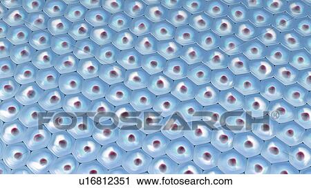 Stock Image - Cells, illustration. Fotosearch