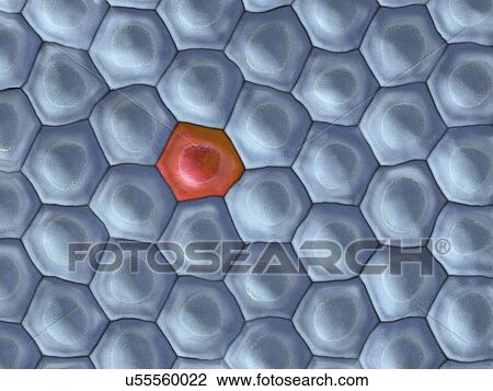 Cells, illustration View Large Photo Image Stock Image - Cells, illustration. Fotosearch