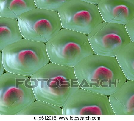 Stock Photo - Cells, illustration. Fotosearch