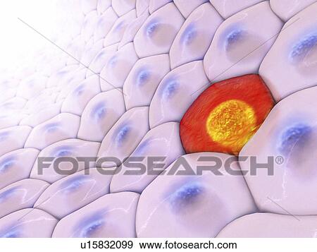 Cells, illustration View Large Photo Image Stock Photo - Cells, illustration. Fotosearch