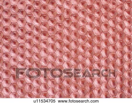 Stock Photography - Cells, illustration. Fotosearch