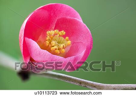 Chaenomeles japonica flower View Large Photo Image Stock Image - Chaenomeles japonica flower. Fotosearch