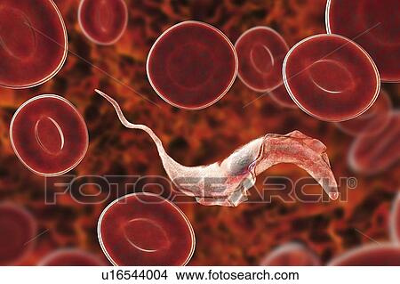 Picture - Chagas disease parasite, illustration. Fotosearch