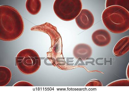 Chagas disease parasite, illustration View Large Photo Image Picture - Chagas disease parasite, illustration. Fotosearch