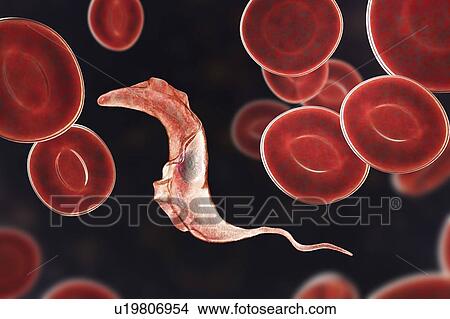 Picture - Chagas disease parasite, illustration. Fotosearch