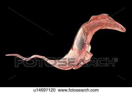 Stock Image - Chagas disease parasite, illustration. Fotosearch