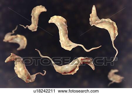 Stock Image - Chagas disease parasite, illustration. Fotosearch