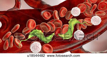 Stock Image - Chagas disease parasite, illustration. Fotosearch
