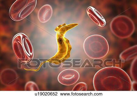 Stock Image - Chagas disease parasite, illustration. Fotosearch