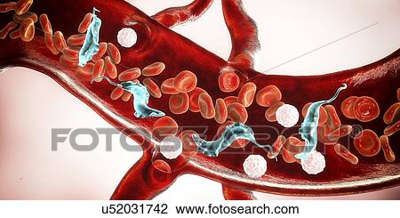 Stock Image - Chagas disease parasite, illustration. Fotosearch