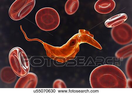 Stock Image - Chagas disease parasite, illustration. Fotosearch