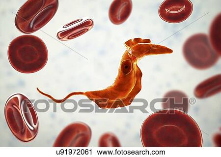 Stock Image - Chagas disease parasite, illustration. Fotosearch