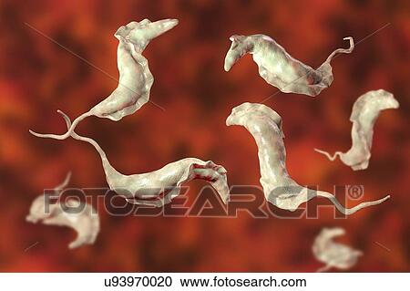 Stock Image - Chagas disease parasite, illustration. Fotosearch