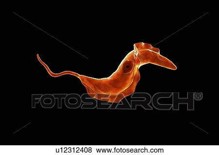 Stock Photo - Chagas disease parasite, illustration. Fotosearch