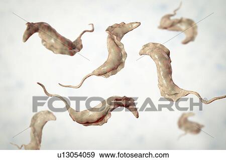 Stock Photo - Chagas disease parasite, illustration. Fotosearch