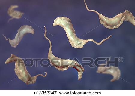 Stock Photo - Chagas disease parasite, illustration. Fotosearch
