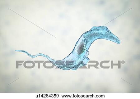Stock Photo - Chagas disease parasite, illustration. Fotosearch