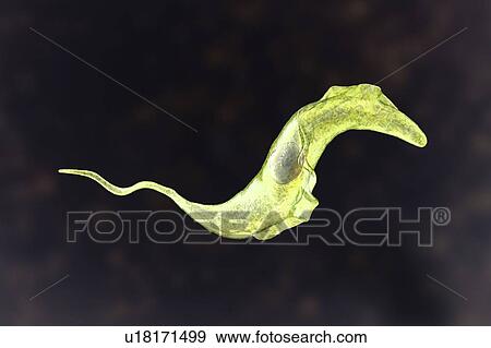 Stock Photo - Chagas disease parasite, illustration. Fotosearch