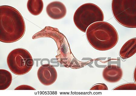 Stock Photo - Chagas disease parasite, illustration. Fotosearch