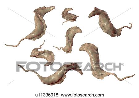 Stock Photography - Chagas disease parasite, illustration. Fotosearch