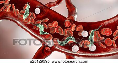 Stock Photography - Chagas disease parasite, illustration. Fotosearch