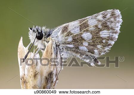Stock Photo - Checkered skipper Butterfly. Fotosearch