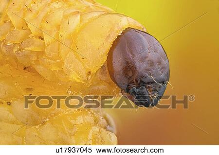 Stock Photography - Chestnut weevil grub. Fotosearch
