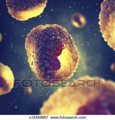 Stock Photo - Chlamydia bacteria, illustration. Fotosearch