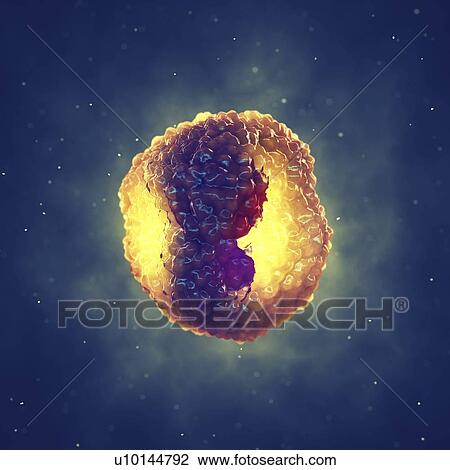 Stock Image - Chlamydia infected cell, illustration. Fotosearch
