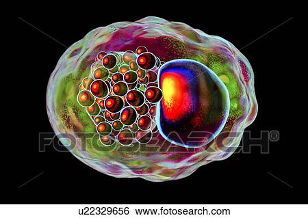 Stock Photograph - Chlamydia trachomatis bacteria, illustration. Fotosearch