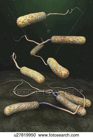 Cholera bacteria, illustration View Large Photo Image Stock Image - Cholera bacteria, illustration. Fotosearch