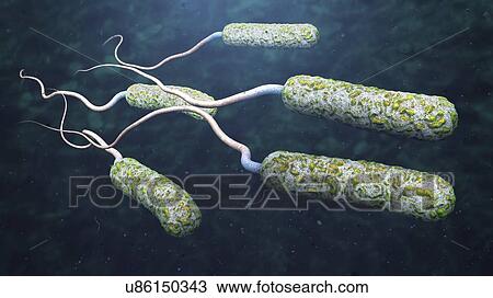 Cholera bacteria, illustration View Large Photo Image Stock Image - Cholera bacteria, illustration. Fotosearch