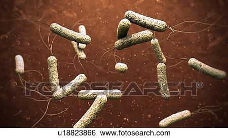 Cholera bacteria, illustration View Large Photo Image Stock Photograph - Cholera bacteria, illustration. Fotosearch