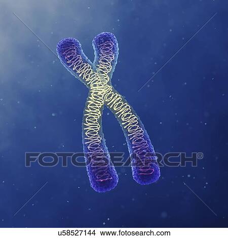 Picture - Chromosome, illustration. Fotosearch