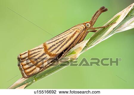 Chrysocrambus craterella moth View Large Photo Image Stock Image - Chrysocrambus craterella moth. Fotosearch