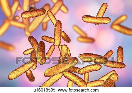 Stock Photography - Citrobacter bacteria, illustration. Fotosearch