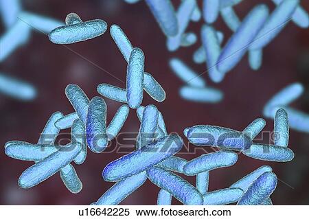 Citrobacter bacteria, illustration View Large Photo Image Stock Photography - Citrobacter bacteria, illustration. Fotosearch